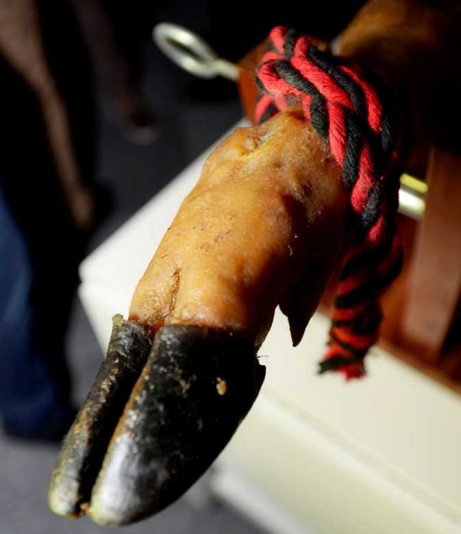 Pata Negra